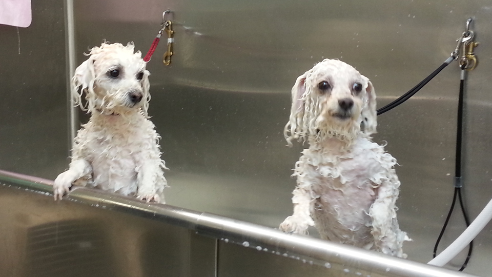 AAA Pet Pros Dog and Cat Grooming