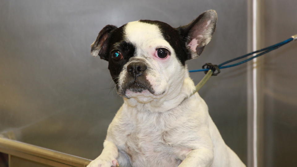 Customer Photos AAA Pet Pros