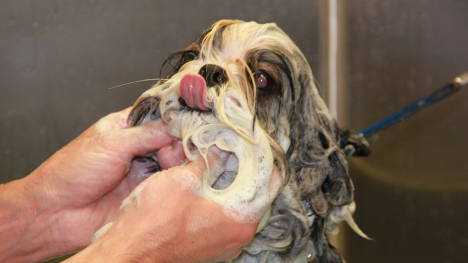 AAA Pet Pros Dog and Cat Grooming