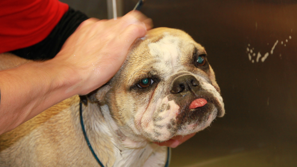 Customer Photos AAA Pet Pros