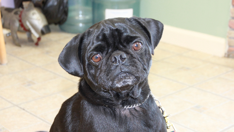 Customer Photos AAA Pet Pros