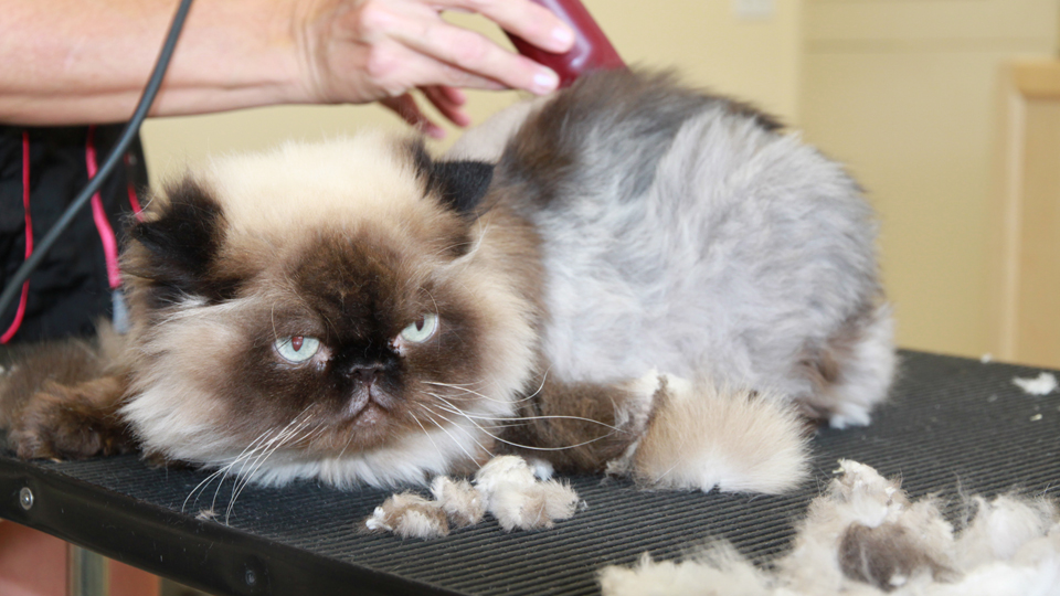 AAA Pet Pros Dog and Cat Grooming