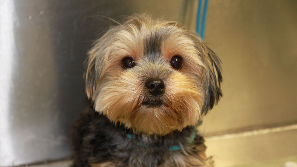 AAA Pet Pros Dog and Cat Grooming