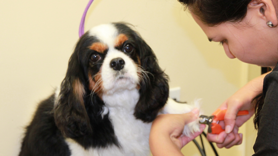 AAA Pet Pros Dog and Cat Grooming