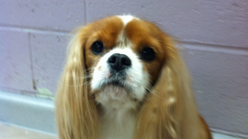 Customer Photos AAA Pet Pros