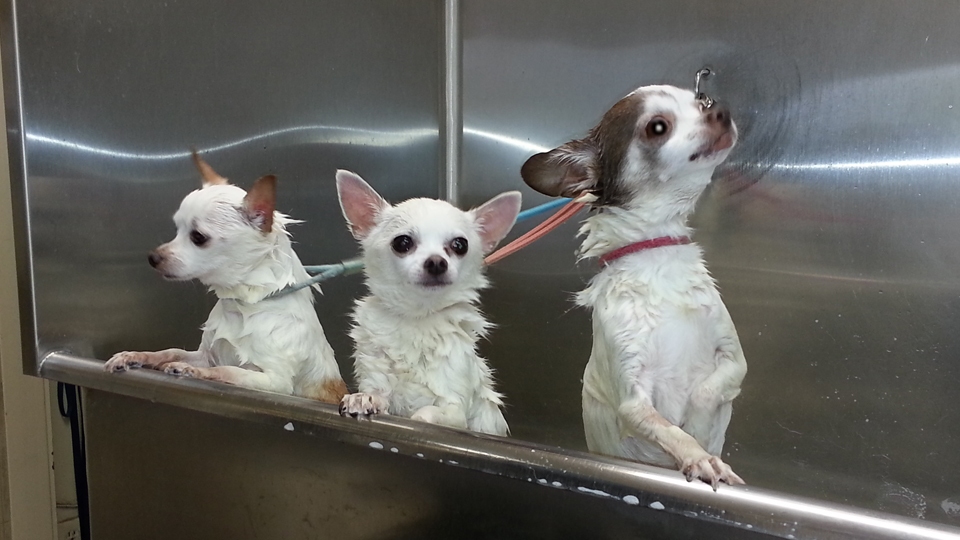 Customer Photos AAA Pet Pros