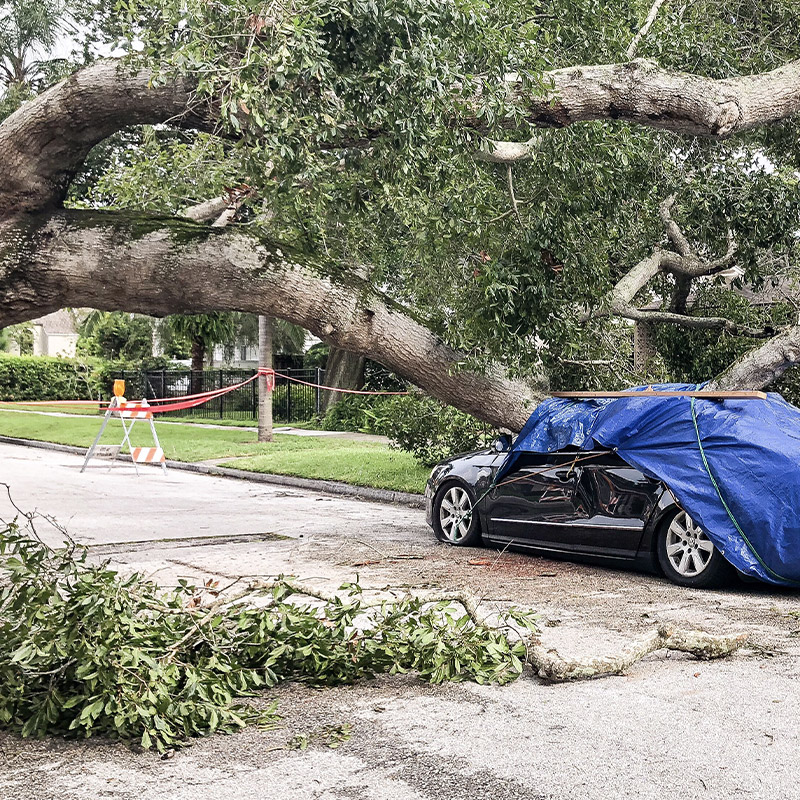 Emergency tree removal A & A Arbor Tree Services Sydney