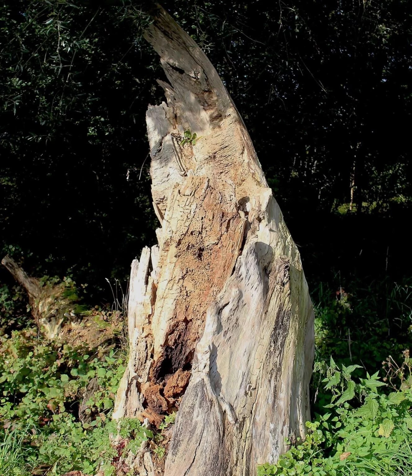 Tree Removal Charlotte NC Tree Service Near Me AAA Tree Experts