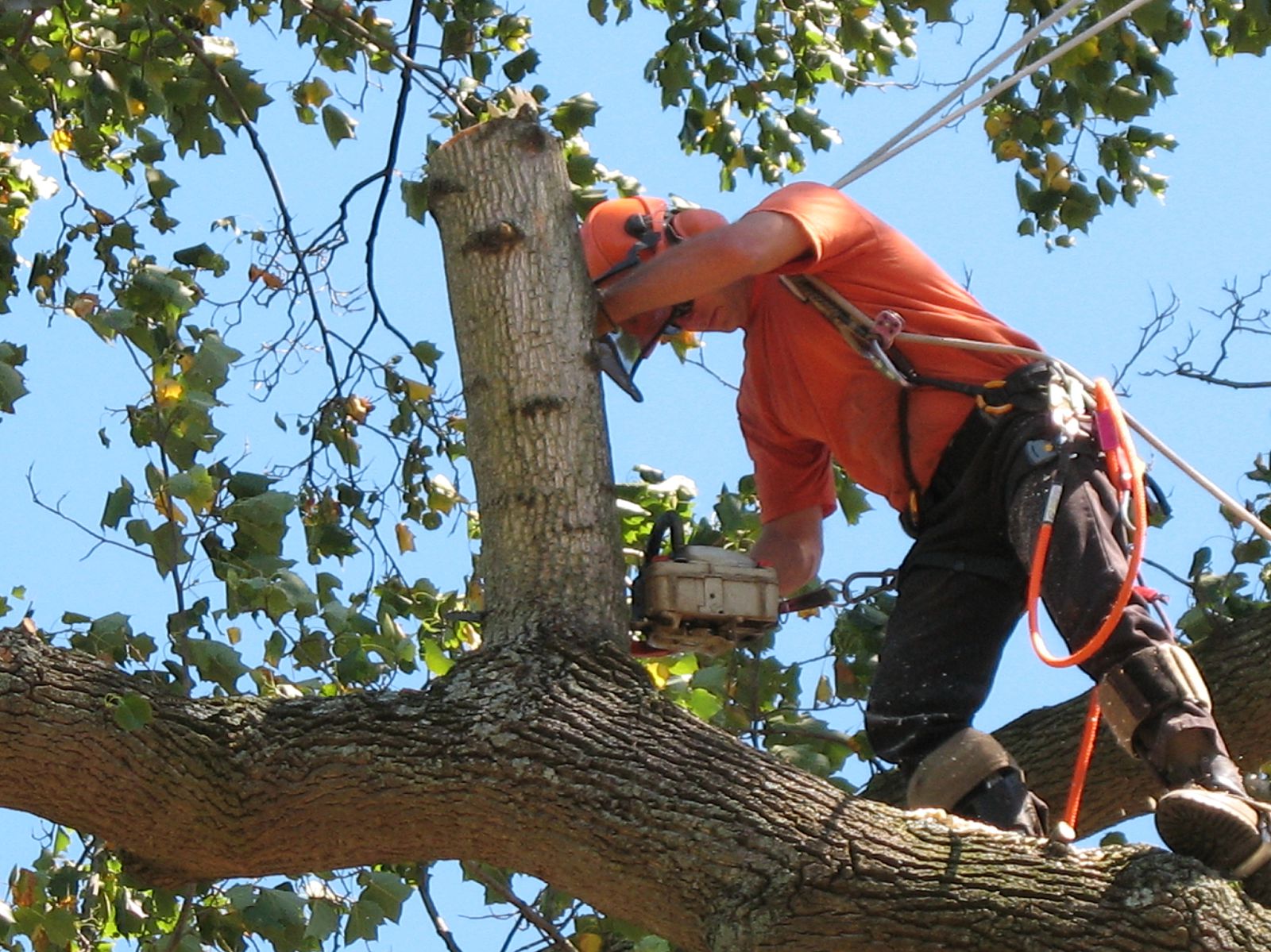 Tree Service in New York TREE REMOVAL Tree Trimming
