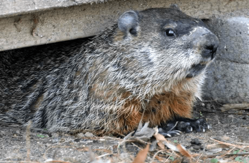 Woodchuck Removal and in garden in Fairfield County, CT