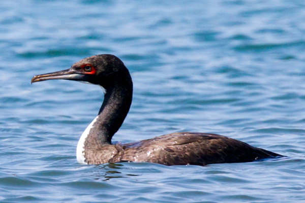 AA Bird Photography/others/GUANAY CORMORANT
