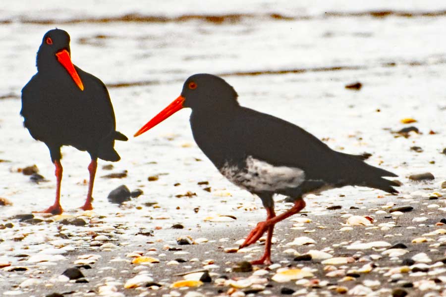 Bird photography worldwide AA Birdpix/sales/waders/shorebirds