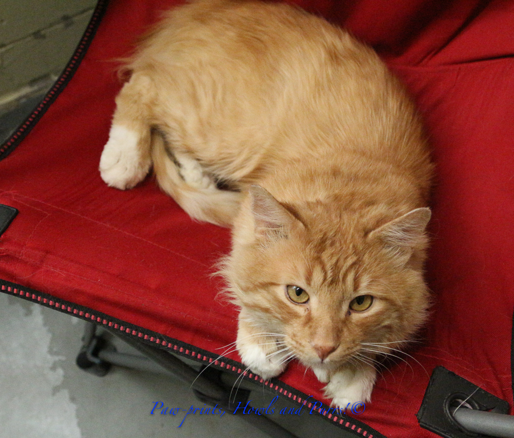 Pet of the Week Lex (A205039) Anchorage Animal Care and Control