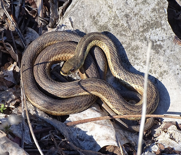 Snakes in HouseDo you have them?