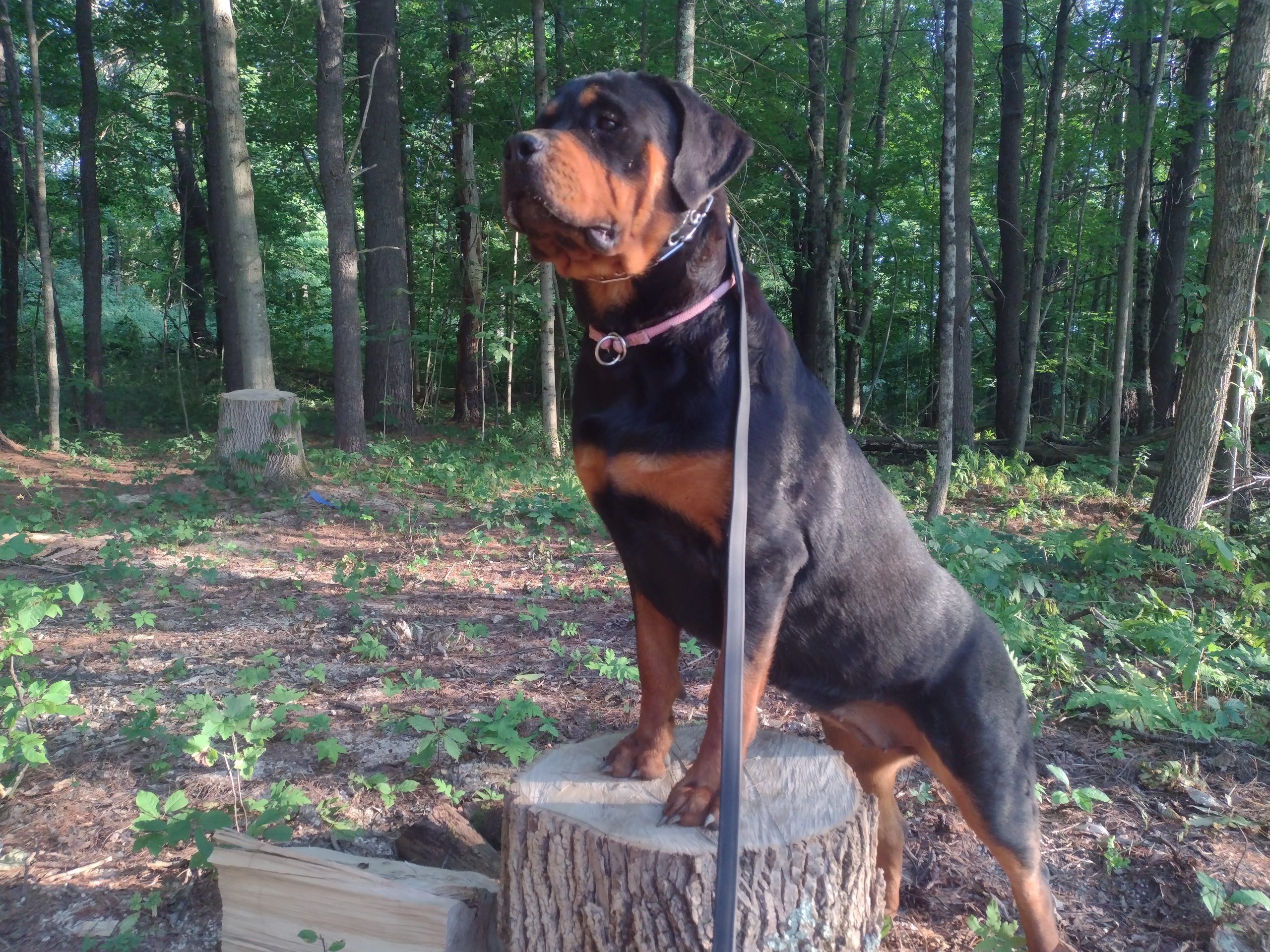 Home Anastasia's Acres Dog Boarding