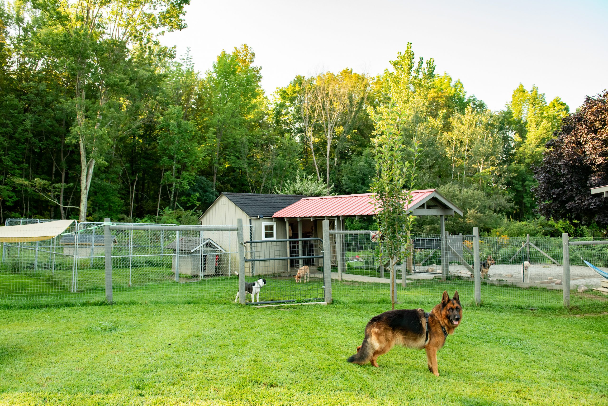 Dog Boarding Anastasia's Acres Dog Boarding