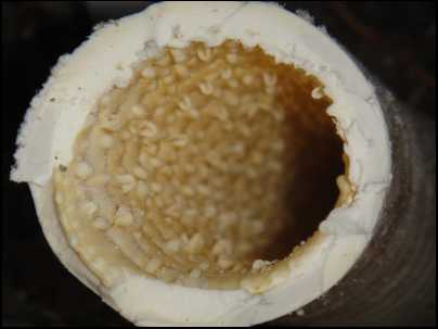 FLEX PIPE FAILURE