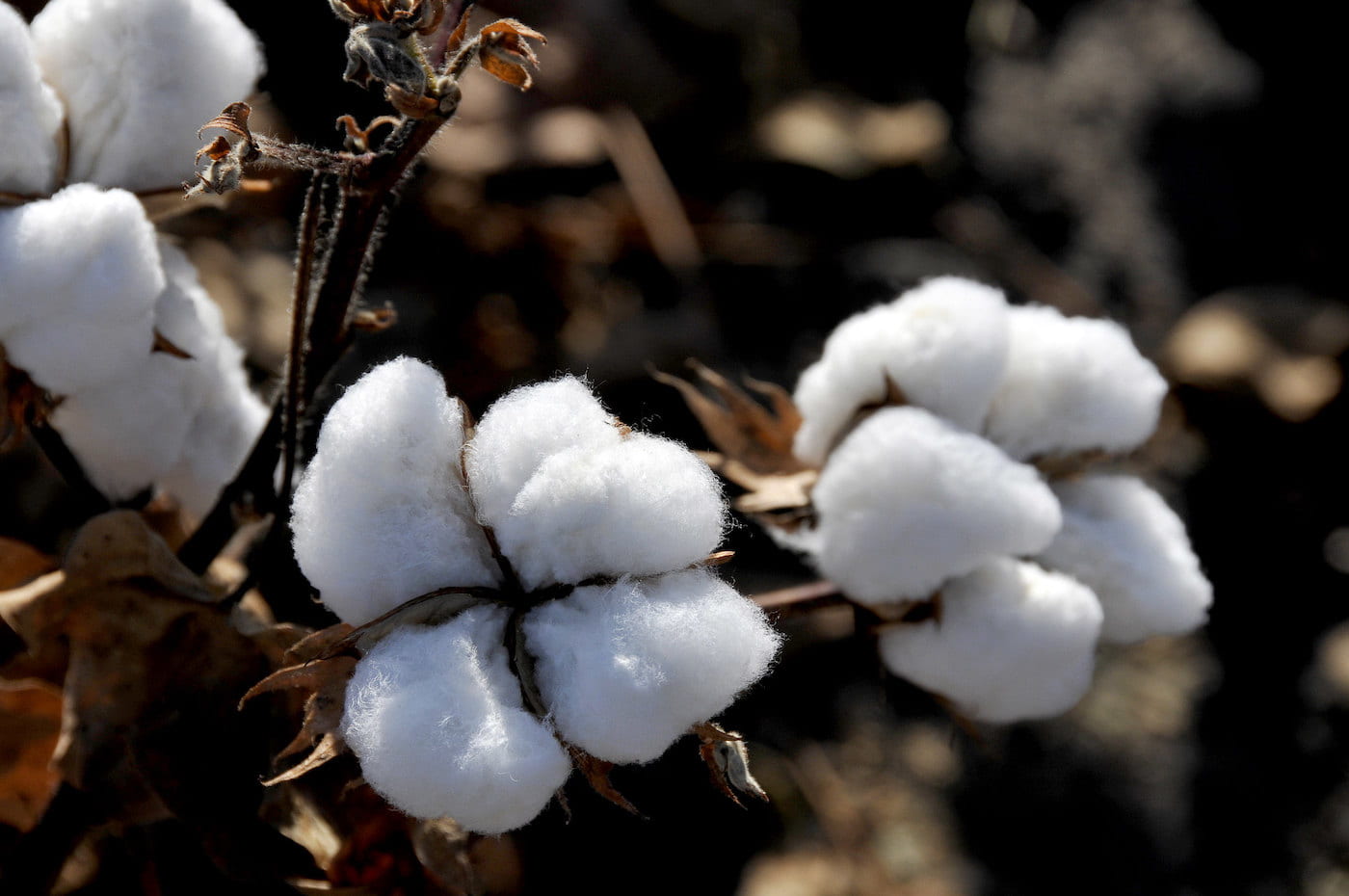 YEAREND Arkansas Cotton Yields Hit Record High Despite Unpredictable