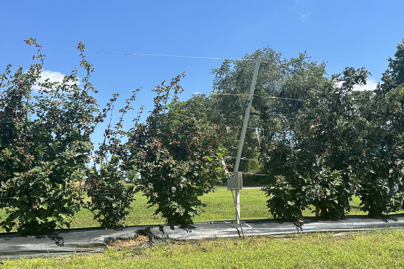 RCA Trellising System, Microclimate Control Enhances Pest Management in