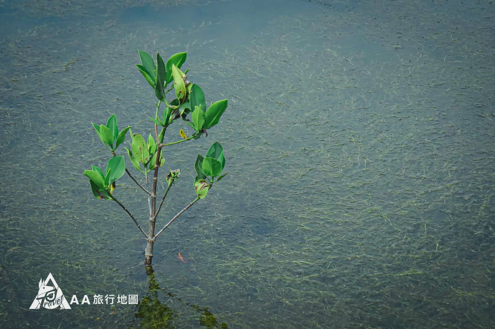 成龍濕地水中龍鬚菜