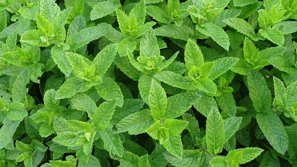 7 Jenis Tanaman Daun Mint AA Hidroponik