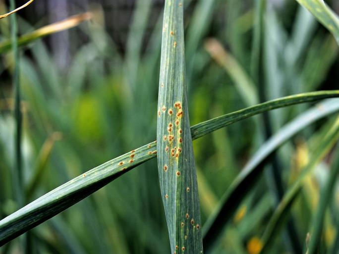 Lawn Tips How To Recognize and Remove Fungal Rust Disease From Your