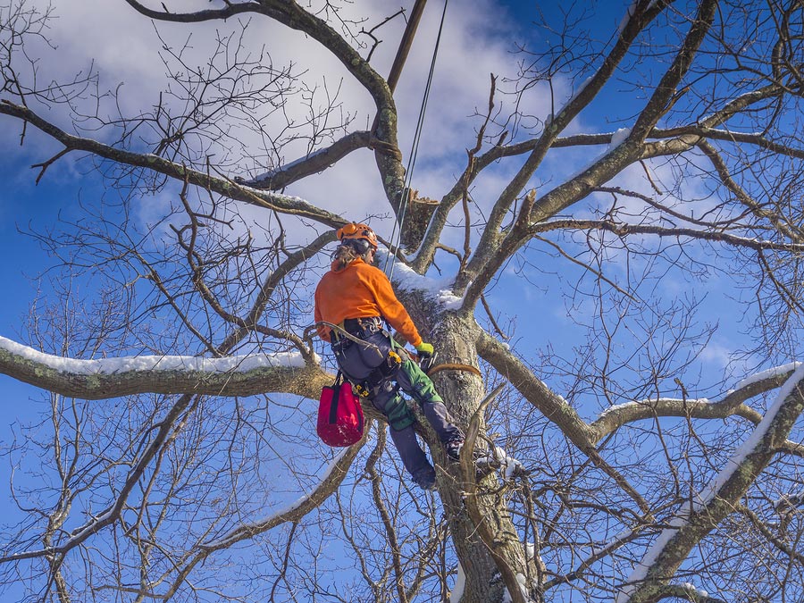 Tree Cuttting Services Melbourne Tree Loppers Melbourne
