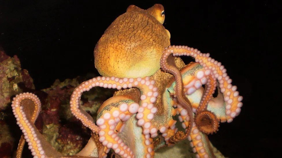 World’s First Octopus Farm Proposals Alarm Scientists AA Magazine