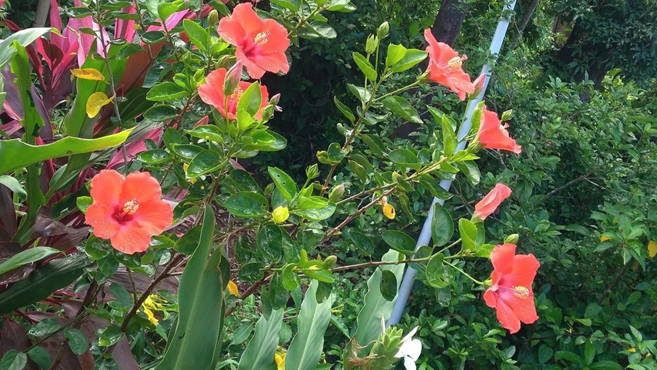 Blooming Flowers in AAMRAI, Kelshi, Ratnagiri Aamrai