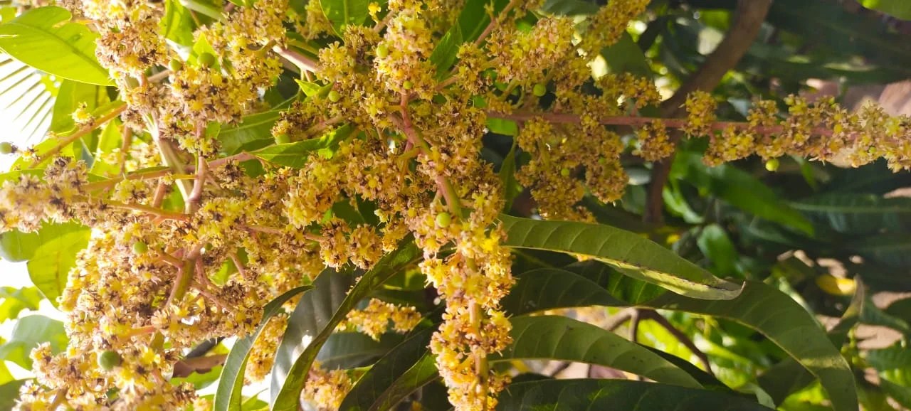 Cold spell spurs Ratnagiri alphonso mango flowering Aamrai