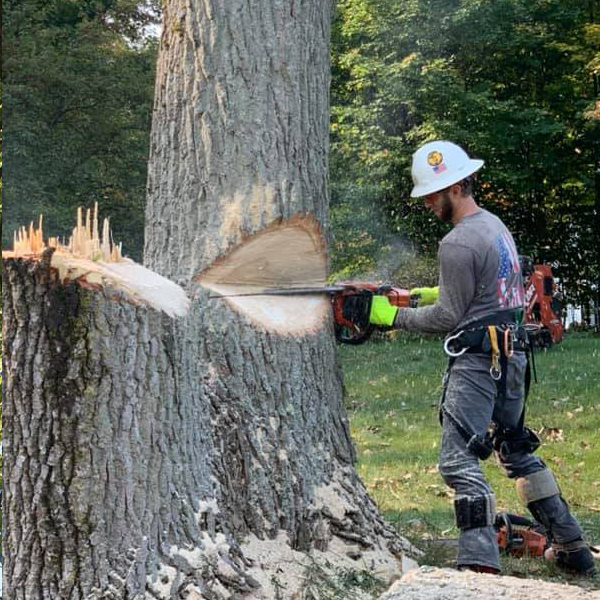 Tree Removal A&A's Tree Service