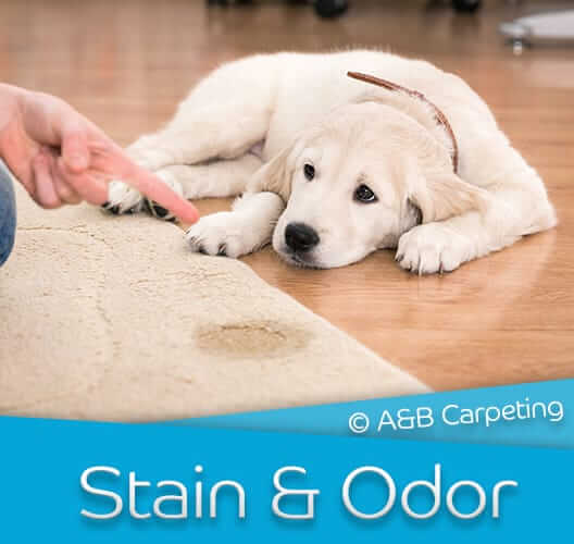 Pet Stain and Odor Removal Brooklyn