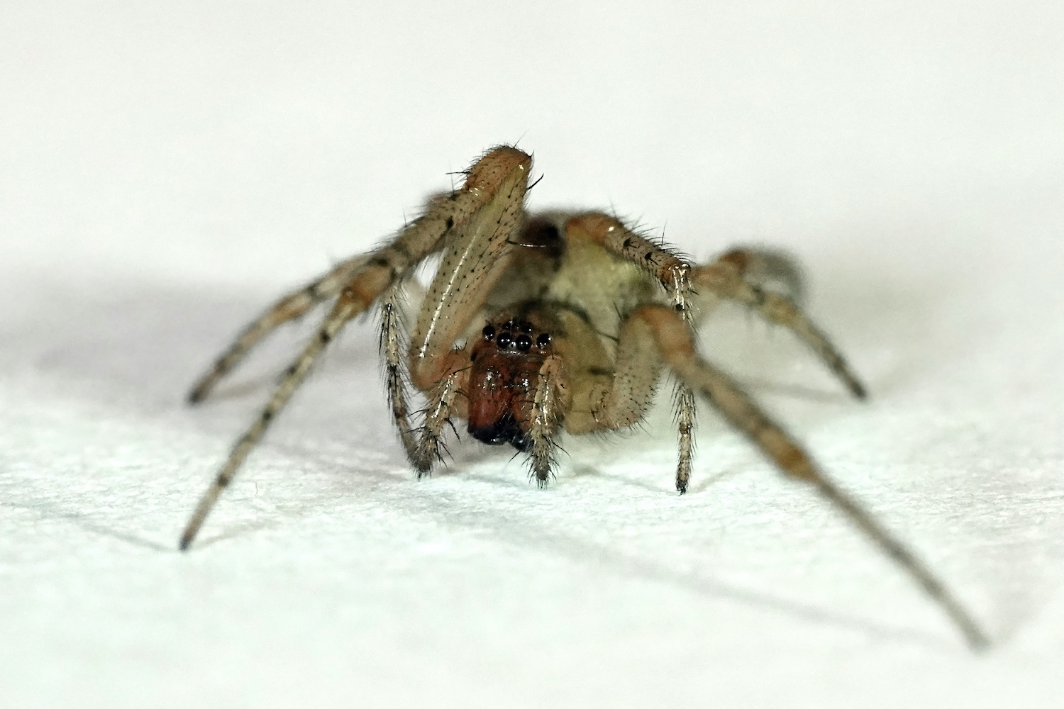 11 DIY Tips to Keep Spiders Out of Your Home Aantex Pest & Termite