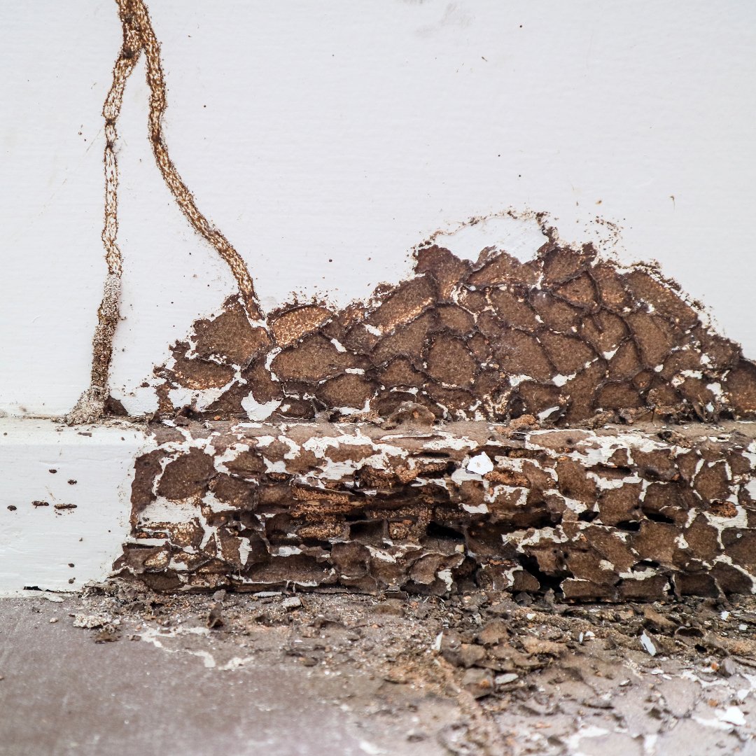 Identifying Termites and Carpenter Ants Understanding the Damage They Cause All American Pest