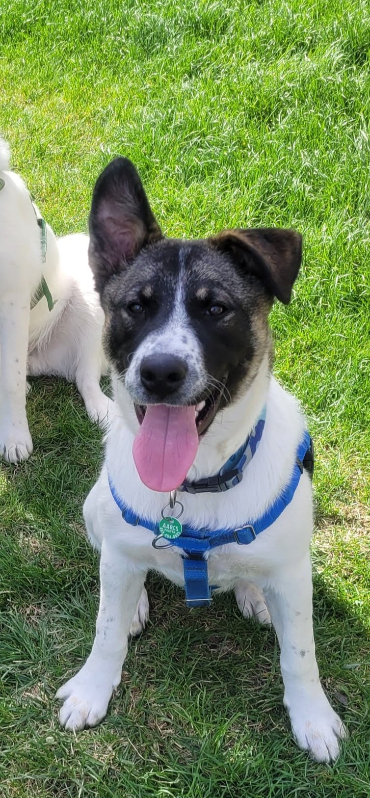 Adoptable Dogs AARCS(07)