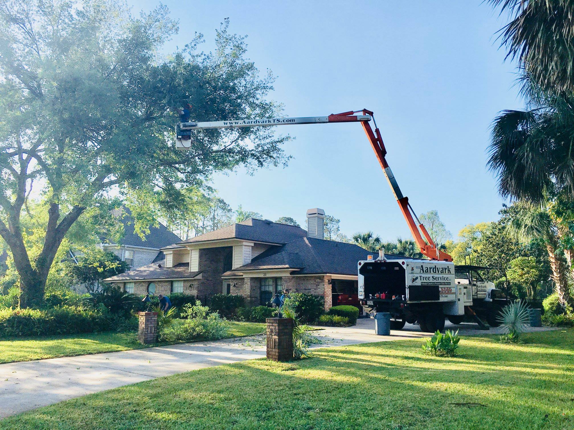 Best Tree Removal Service Near Me Aardvark Tree Service