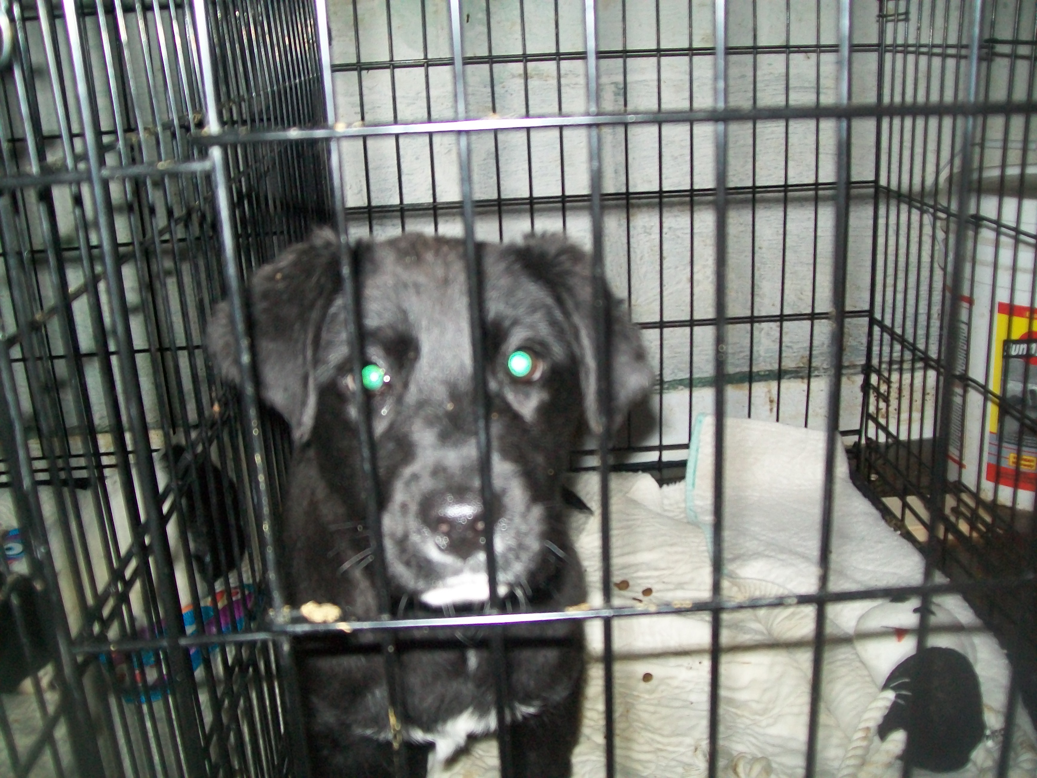 PARVO Hits A.A.R.F. Foster Home A.A.R.F. All About