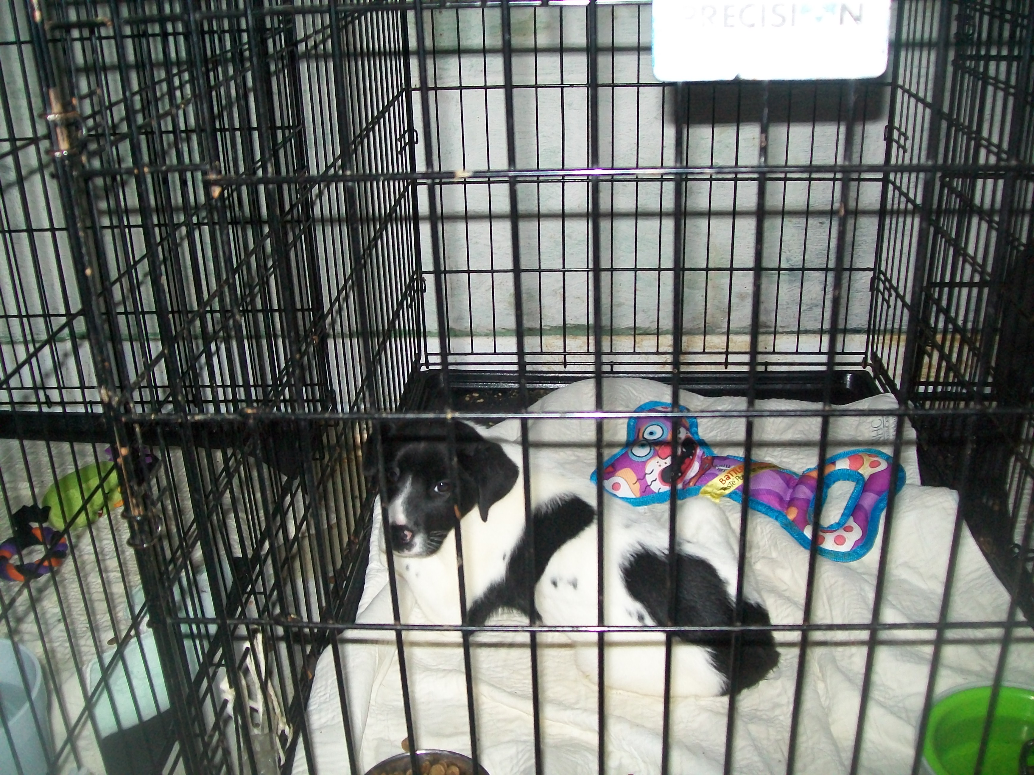 PARVO Hits A.A.R.F. Foster Home A.A.R.F. All About