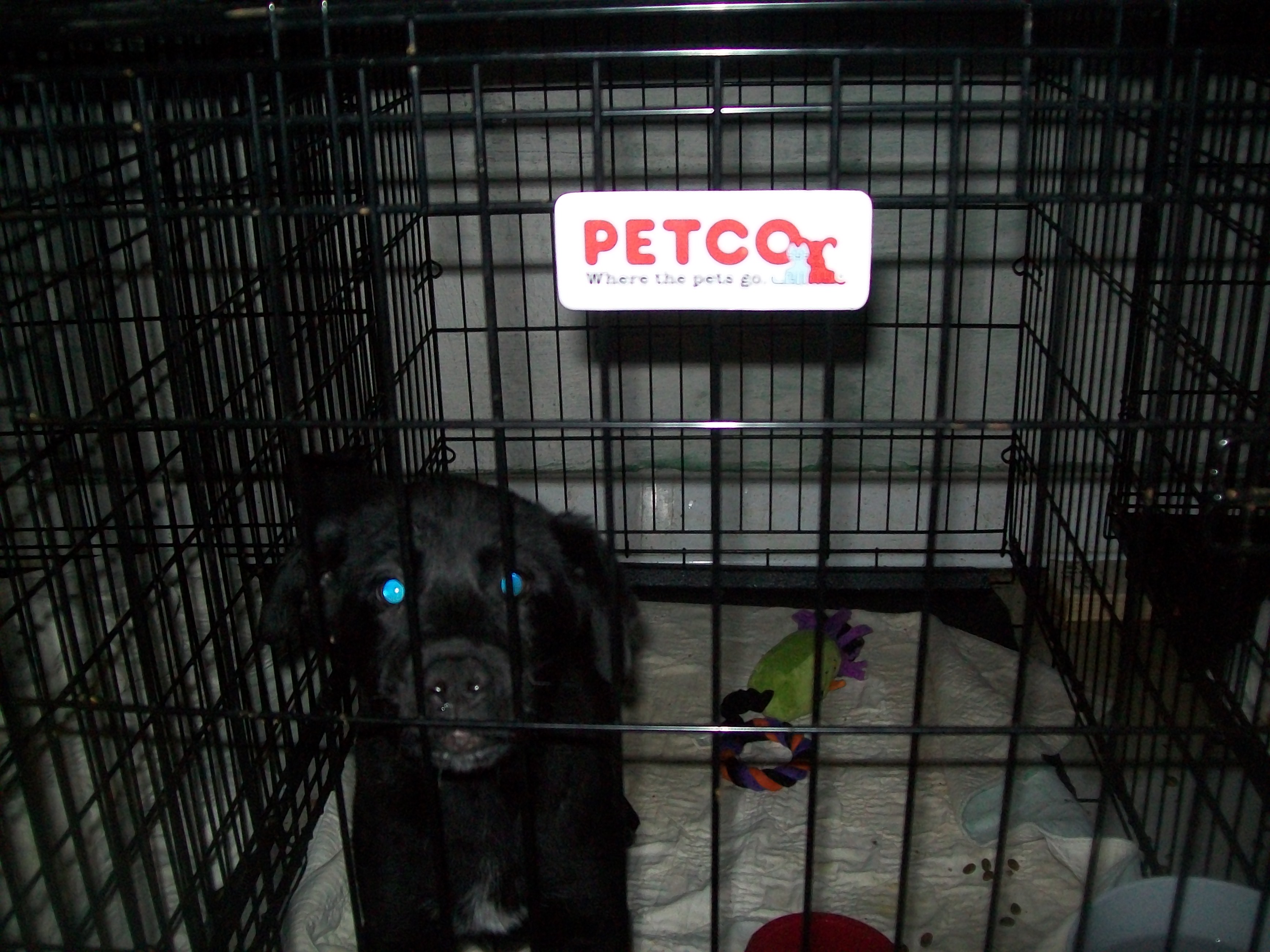 PARVO Hits A.A.R.F. Foster Home A.A.R.F. All About