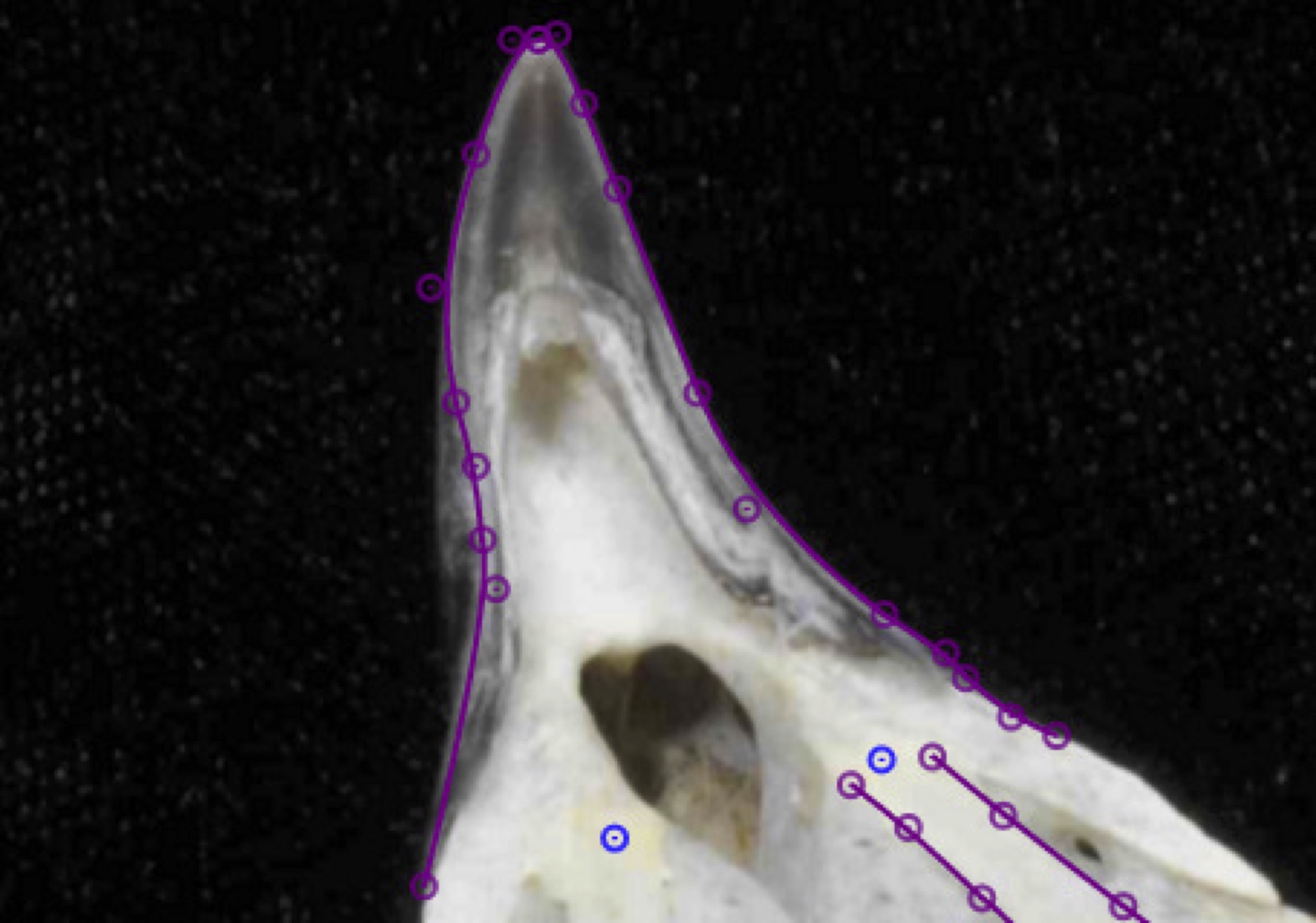 StereoMorph Digitizing application