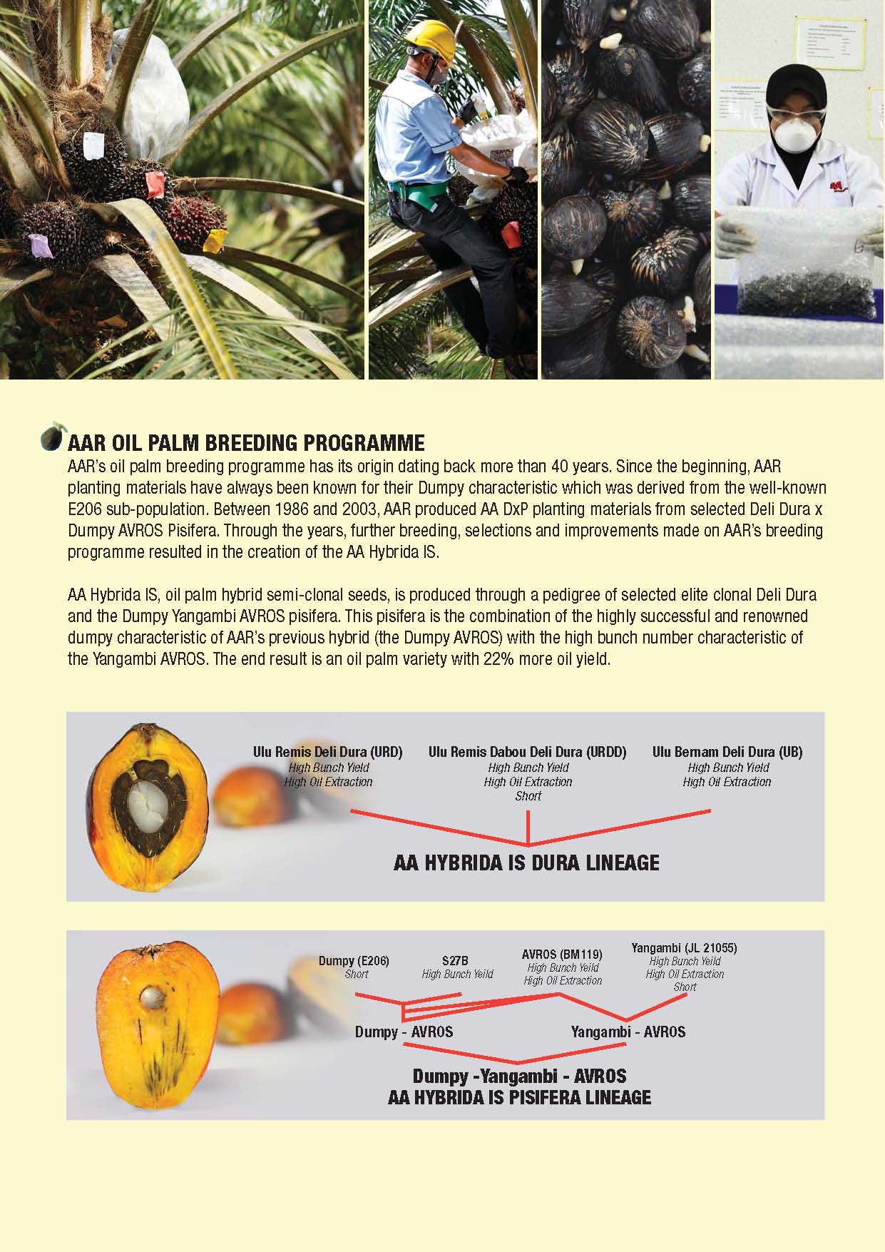 AA Hybrida IS « Applied Agricultural Resources