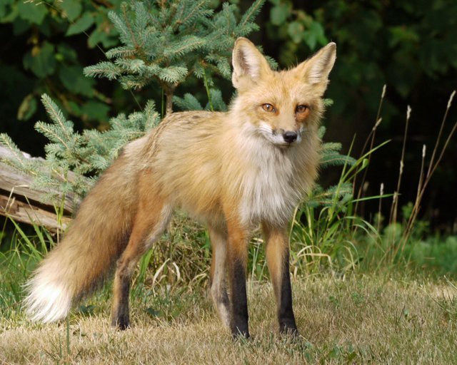 Fox Removal and Exclusion Services in Southeast PA Aaxis Wildlife