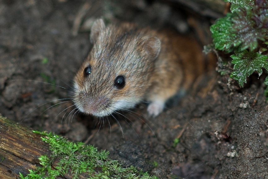 Vole Removal and Control Services in Southeast PA Aaxis Wildlife Services