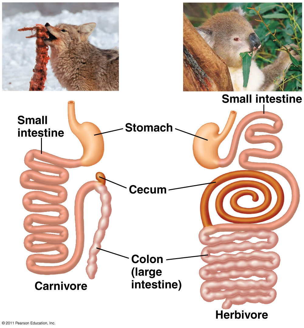 Organismal Biology Digestion