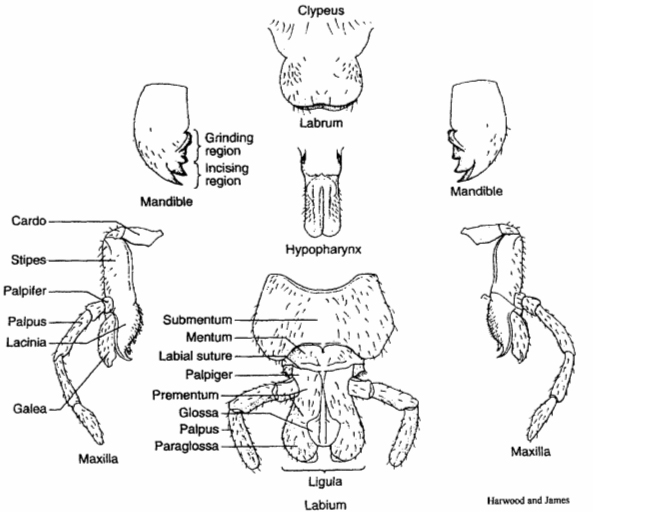 Biology Insect evolution