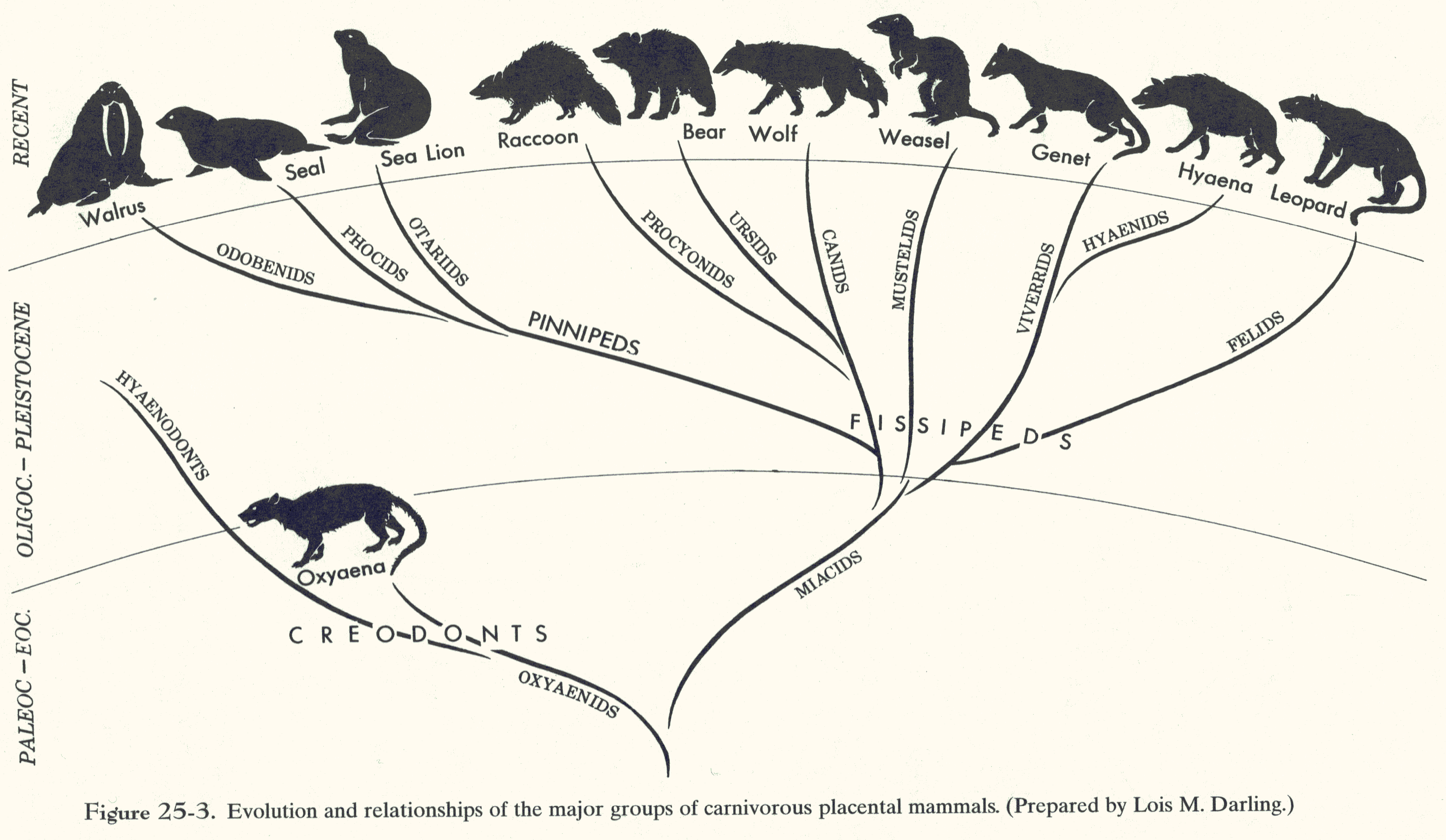 Miacids Evolution