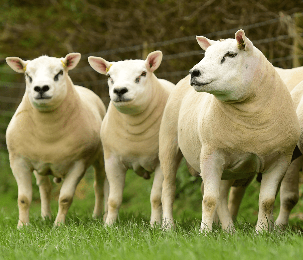 Case Study British Texel Sheep AbacusBio