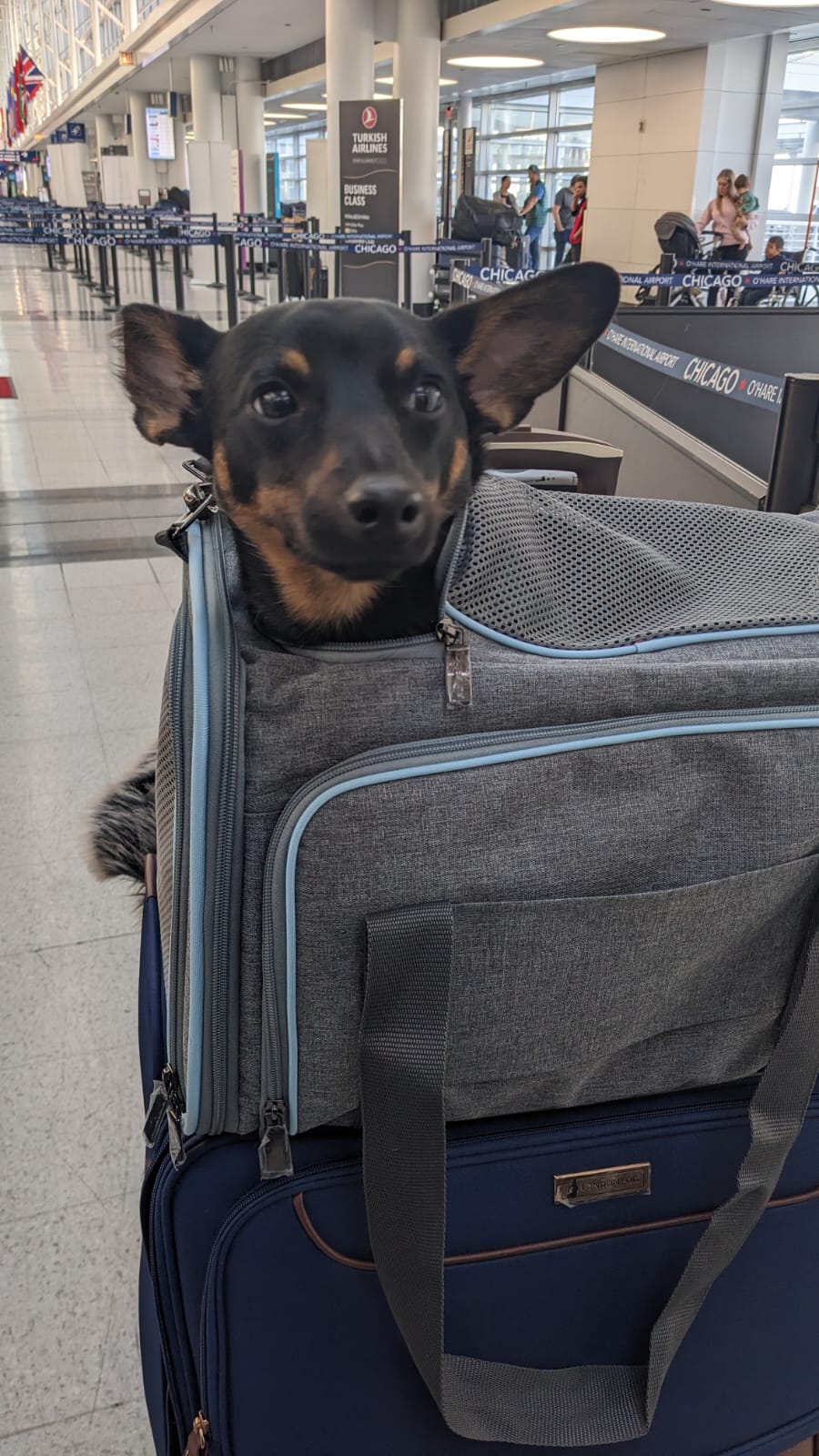 10 Easy Steps to Traveling with a Dog from USA to Pakistan