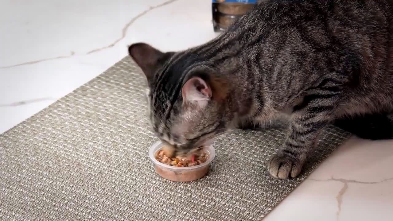 The Best Meow Mix TV Commercials ads in HD, pag