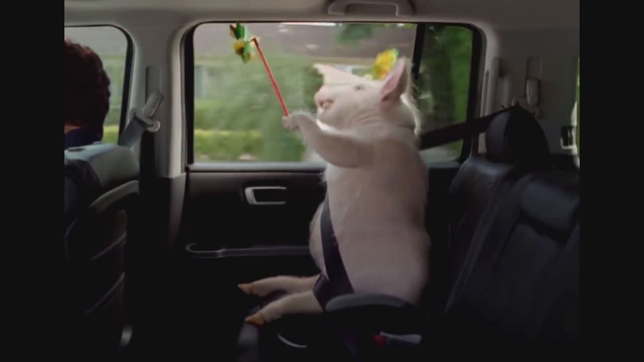 Geico Maxwell The Pig featuring Tony Romo GEICO Insurance Ad Commercial on TV